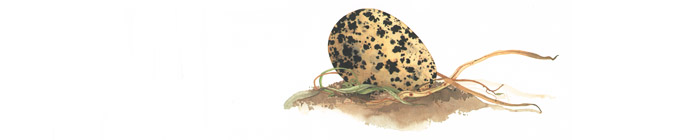 3 Иллюстрация Сильвии Лонг к книге Дианны Астон «Яйцо любит тишину»