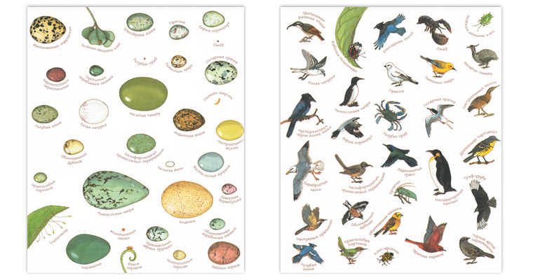 Иллюстрации Сильвии Лонг к книге Дианны Астон «Яйцо любит тишину»