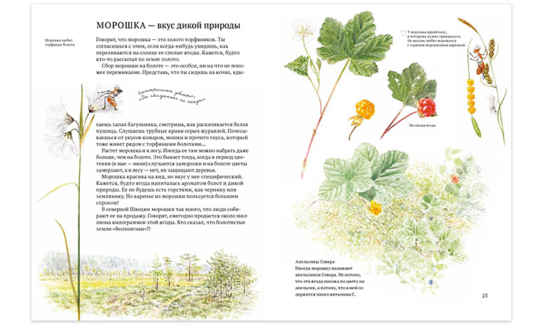 Иллюстрация из книги «Софи в мире ягод»