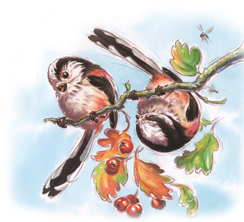 Иллюстрация Рейчел Локвуд к книге «Кто живет у нас на даче. Птицы»