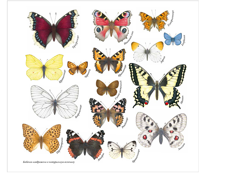 Бабочки в натуральную величину