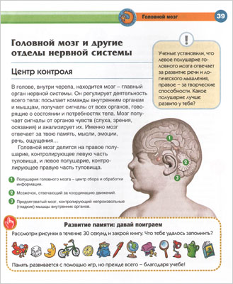 Головной мозг - иллюстрация из книги «Тело человека»