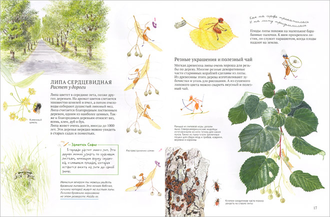 1 Иллюстрация Бу Мосберг к книге Стефана Касты «Софи в мире деревьев»