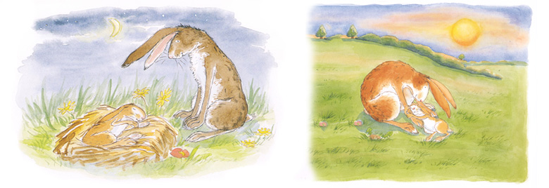 3 Иллюстрация Салли Перси к книге Шеридана Кейна «Куда уложить зайчонка»