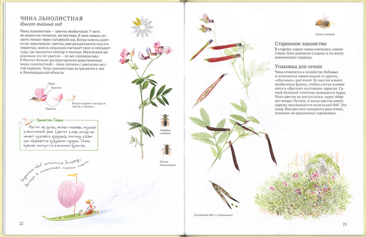 Иллюстрация Бу Мосберга к книге Стефана Касты «Софи в мире цветов»