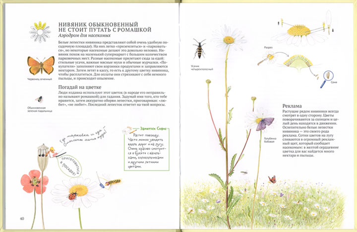 1 Иллюстрация Бу Мосберга к книге Стефана Касты «Софи в мире цветов»