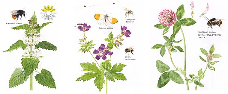 Иллюстрации Бу Мосберга к книге Стефана Касты «Софи в мире цветов»