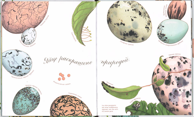 Иллюстрация Сильвии Лонг к книге Дианны Астон «Яйцо любит тишину»
