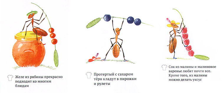 Иллюстрации из книги Софи в мире ягод»
