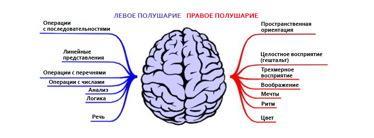 Правое и левое полушария мозга человека