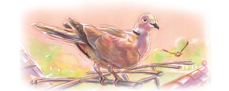 Иллюстрация Рейчел Локвуд к книге «Кто живет у нас на даче. Птицы»