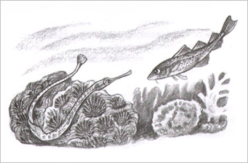 Иллюстрация Яны Хоревой к книге Улафа Кушерона «Приключения маленькой трески»